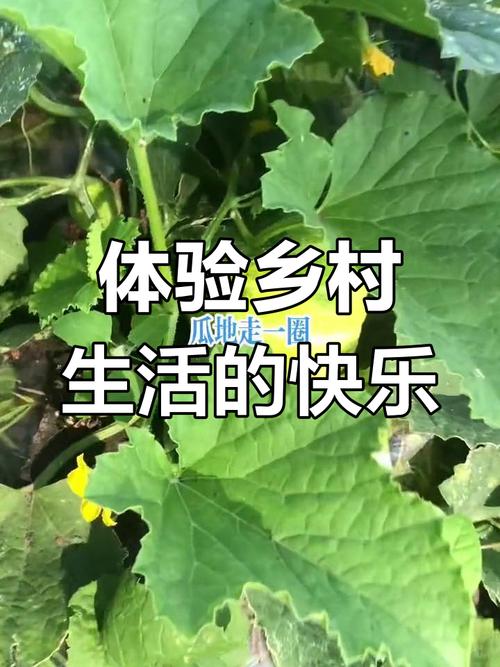 乡村生活的快乐暑假最新版下载攻略,体验田园乐趣