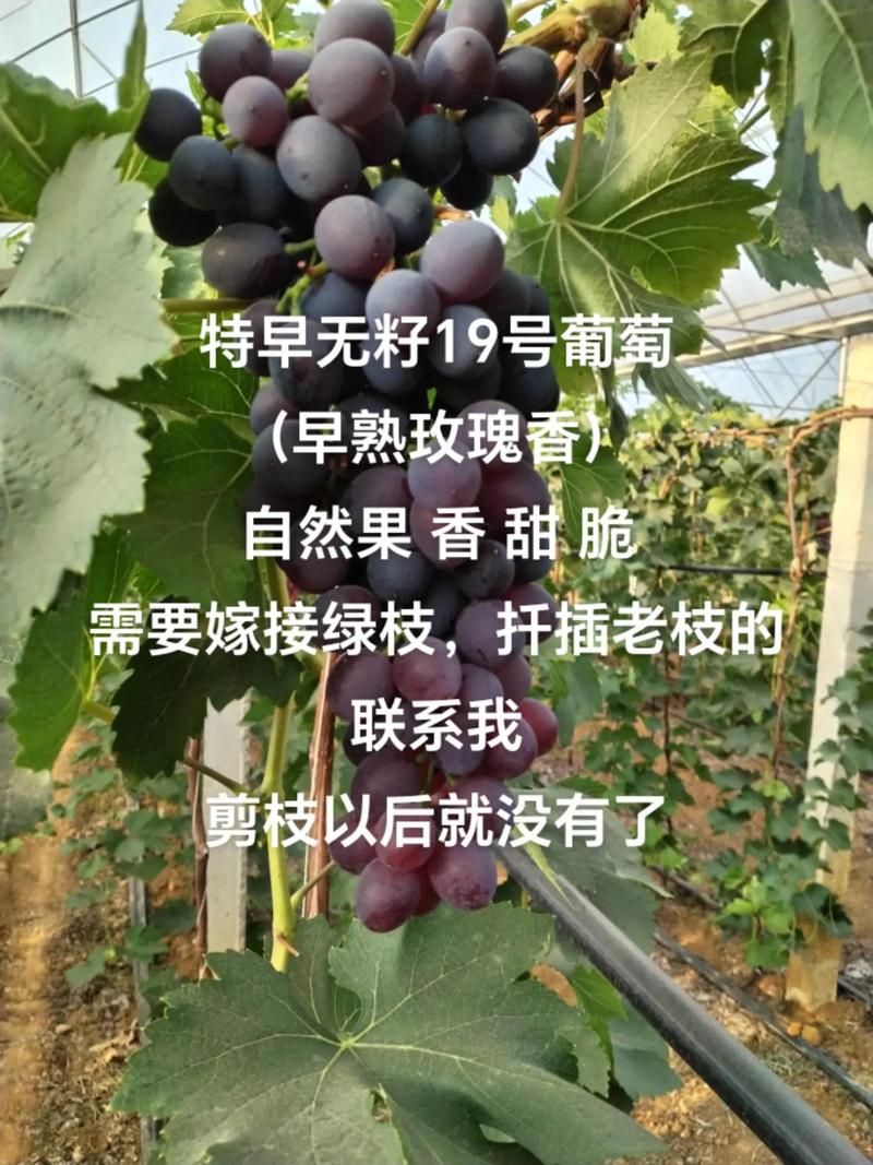 寻找葡萄成熟时下载地址:高清无损音乐轻松获取