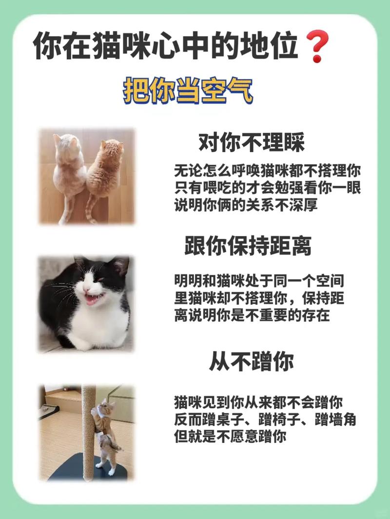 想玩当你的猫咪？这里提供下载地址及平台选择！