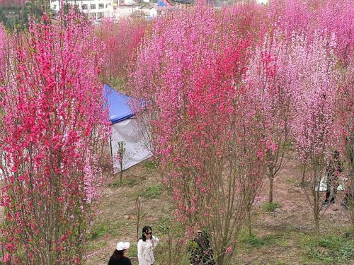 想玩桃花境?教你快速找到下载地址和方法!