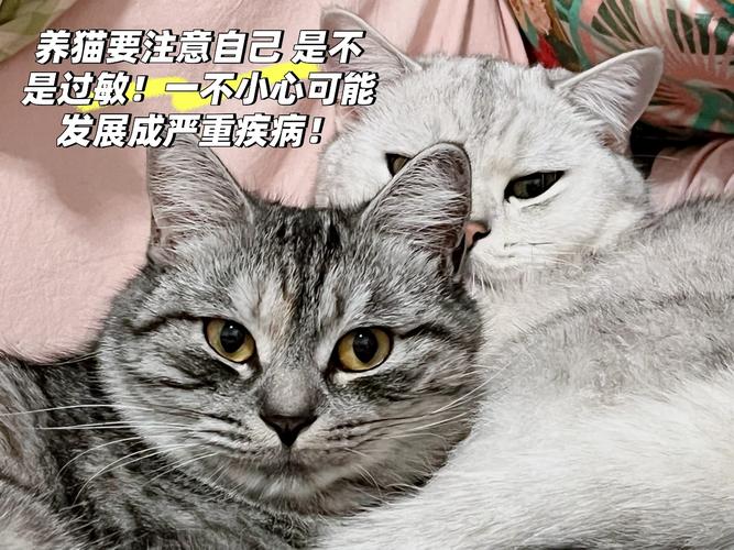 捡到千年猫下载地址大全,各种版本任你选择