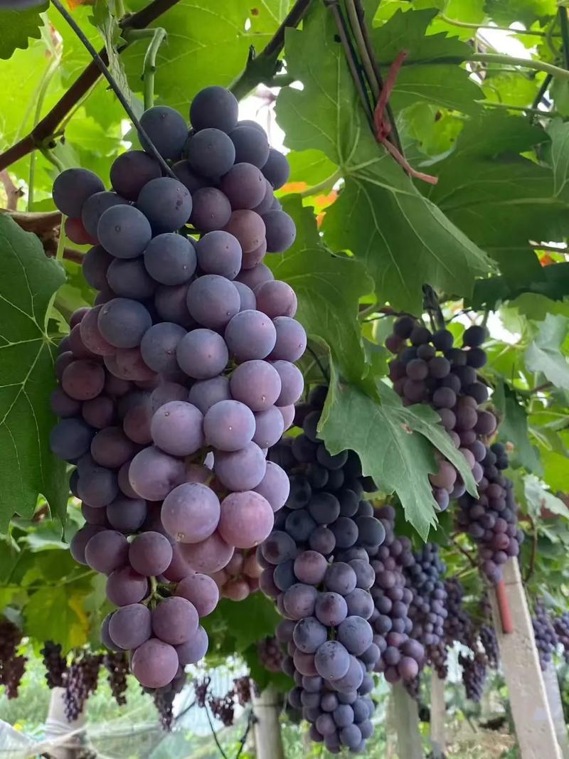 各大平台葡萄成熟时下载方法对比，哪个最方便？