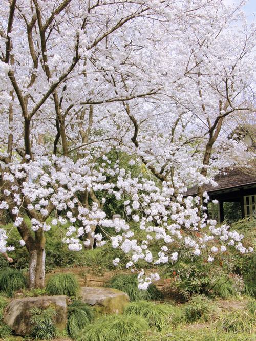 寻找红樱花馆最新版本？这里有你想要的下载链接