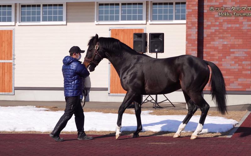 种马V0.11:你弟弟推荐的游戏,究竟是怎样的游戏?