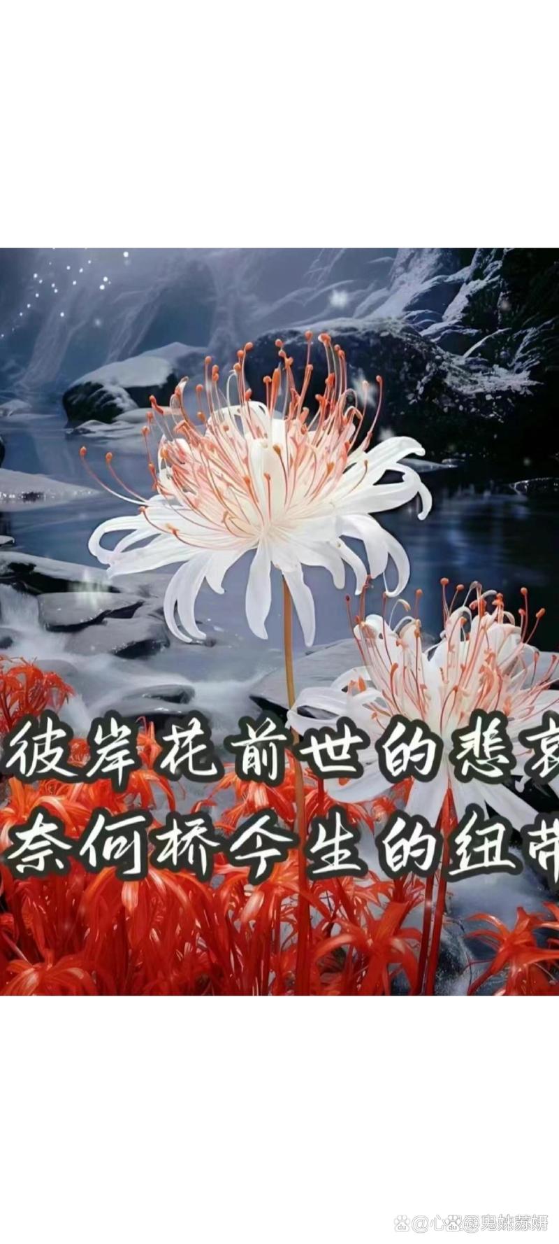 彼岸花版本大全:不同版本彼岸花的精彩呈现