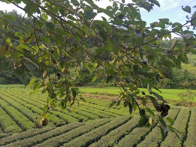 乡村生活的快乐暑假更新地址及游戏玩法详解，不容错过！