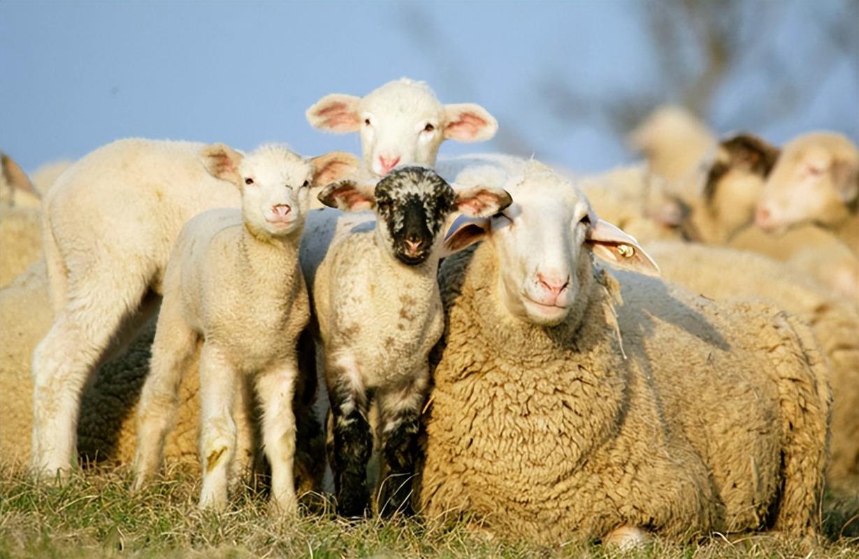 如何找到剪羊羊最新版本？避免下载到旧版本的方法