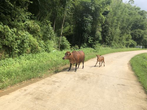 乡村生活的快乐暑假正式版下载,最新版等你体验!