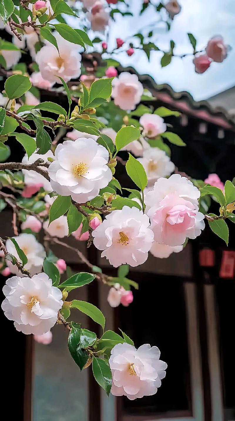 夜幕之花官方网站:夜幕下的艺术奇观,不容错过