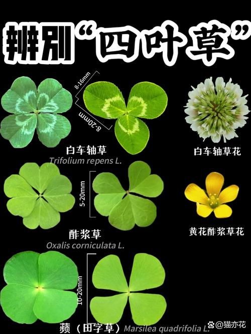 夏色四叶草在哪下载?免费版下载地址分享