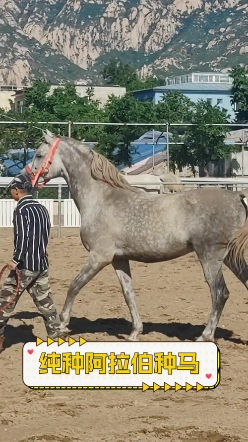 想玩种马V0.11？教你轻松下载安装的步骤