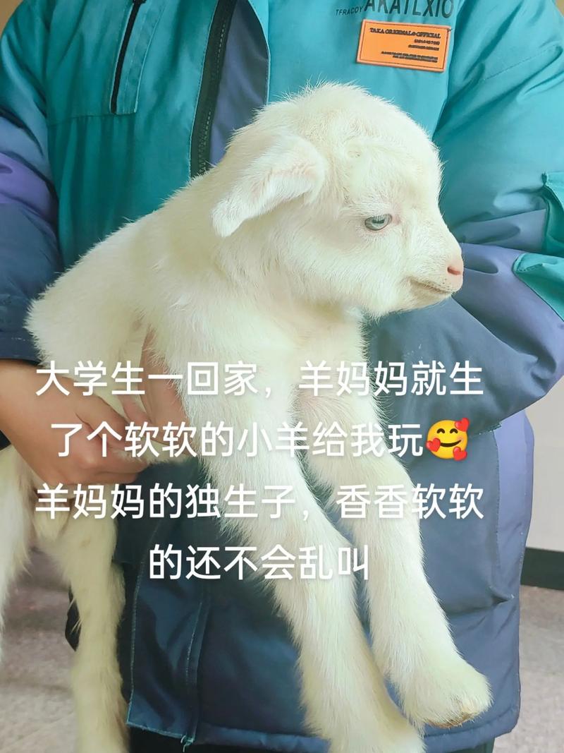 小羊最新分享:诱惑与挣扎,我的生活故事