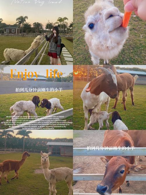 索尼娅的乡村生活官方正式版下载最新版：体验田园牧歌式生活