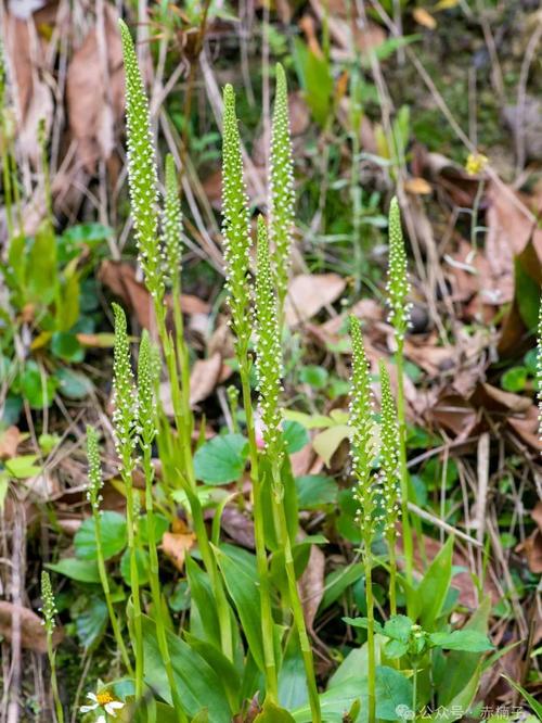 小绿山在哪下载？避免误入歧途的下载指南！
