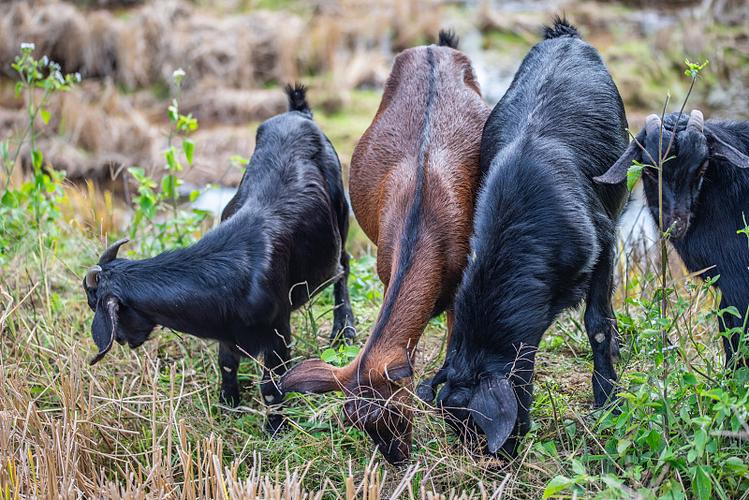 黑山羊之夜安卓版下载地址:快速下载方法分享