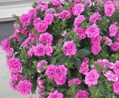 安卓手机如何下载优艳之花:详细步骤及注意事项