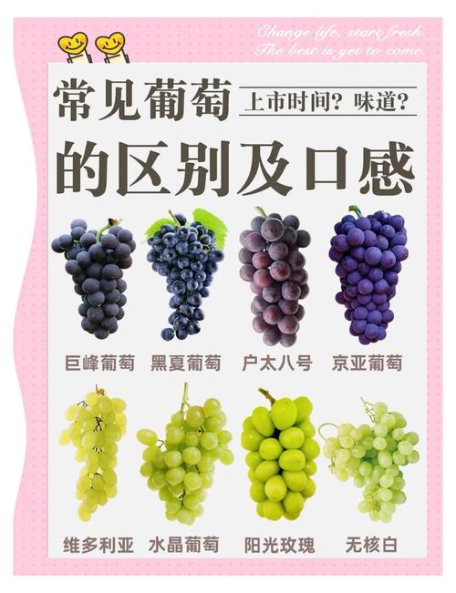 各大平台葡萄成熟时下载方法对比，哪个最方便？