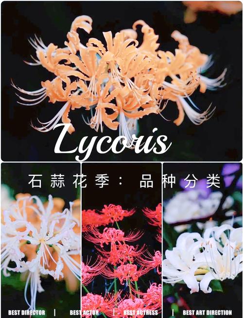 彼岸花版本大全:不同版本彼岸花的精彩呈现