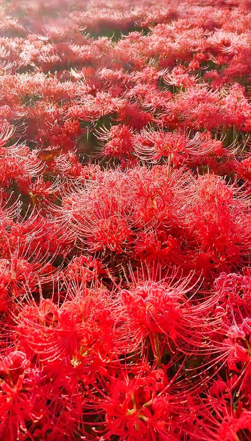 彼岸花版本大全:不同版本彼岸花的精彩呈现