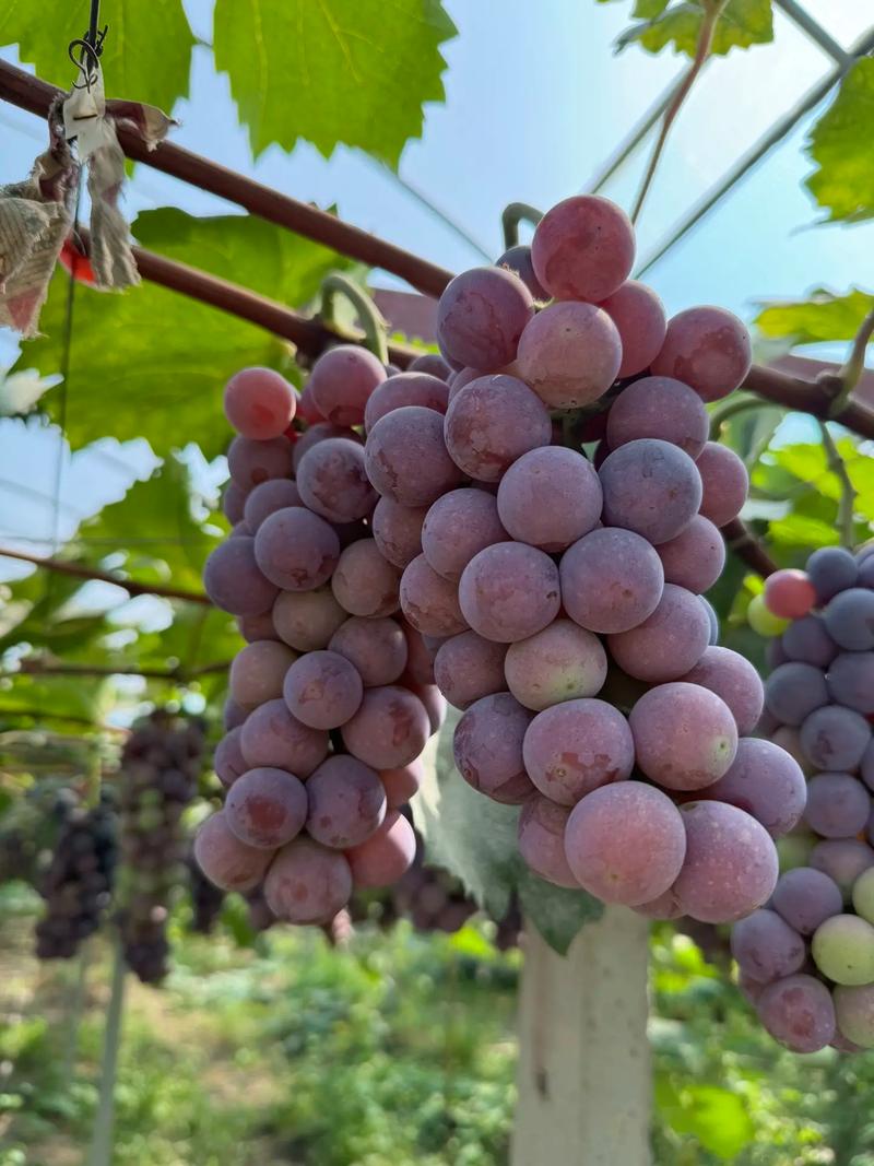 超火爆手游:葡萄成熟时杨过游戏深度解析