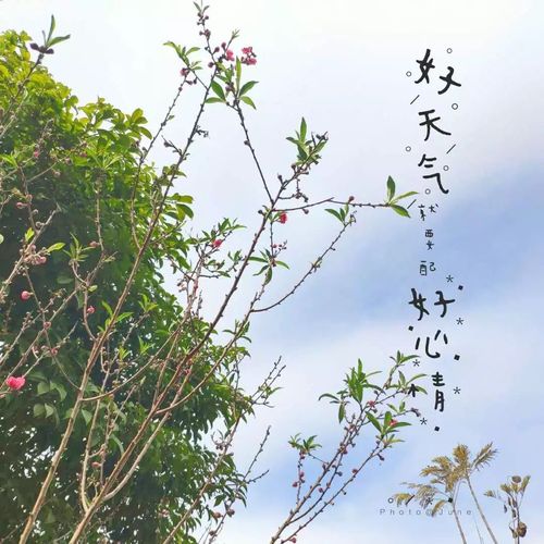 寻找红樱花馆最新版本？这里有你想要的下载链接