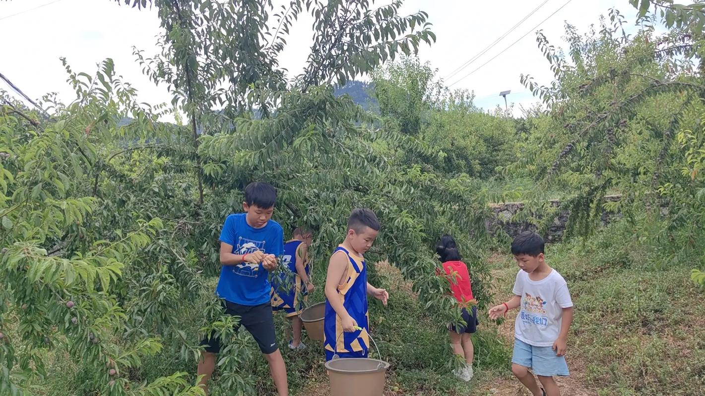 乡村生活的快乐暑假正式版下载,最新版等你体验!