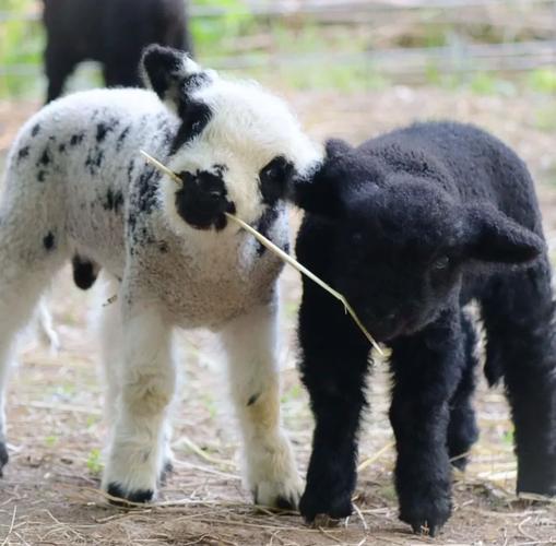 想下载小羊却怕受骗?远离生活诱惑的陷阱