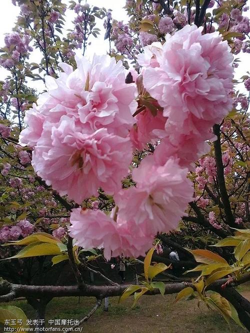 最新红樱花馆下载地址分享,轻松上手玩游戏