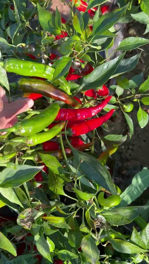 安卓手机如何下载优艳之花:详细步骤及注意事项