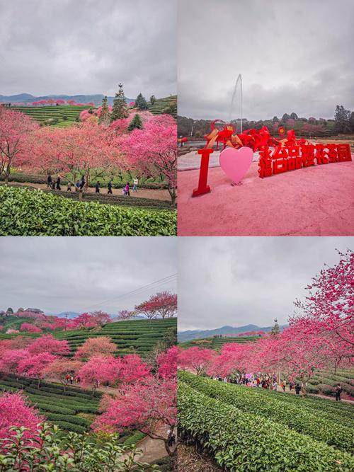 寻找红樱花馆最新版本？这里有你想要的下载链接