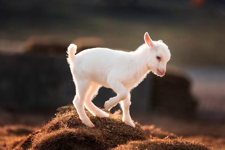 想下载小羊却怕受骗?远离生活诱惑的陷阱