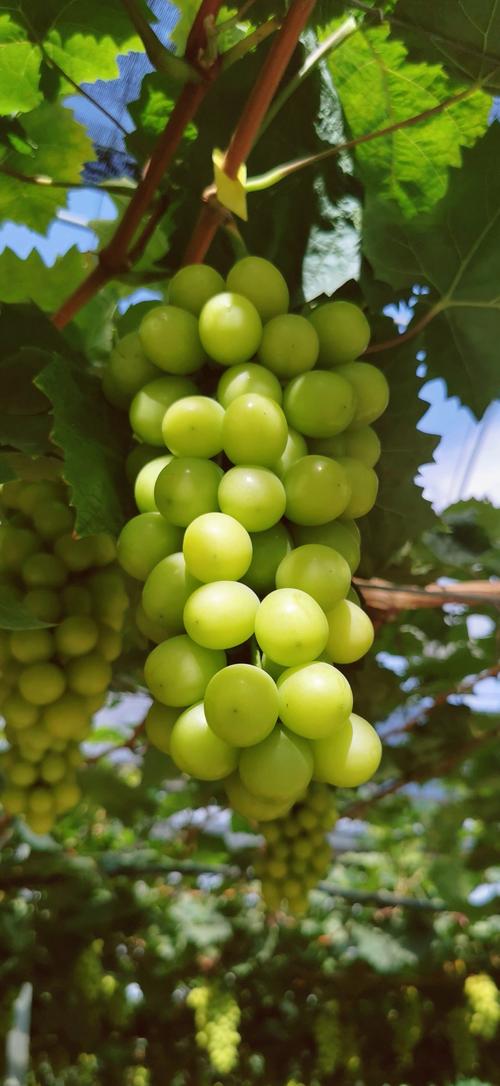 各大平台葡萄成熟时下载方法对比，哪个最方便？