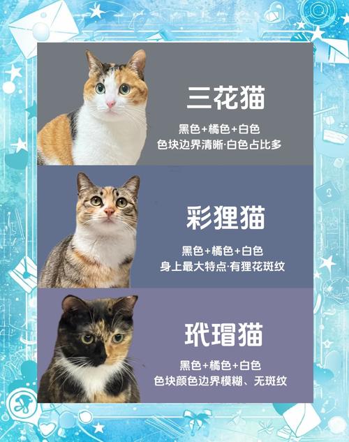 喵喵岛3版本大全:不同版本区别大揭秘