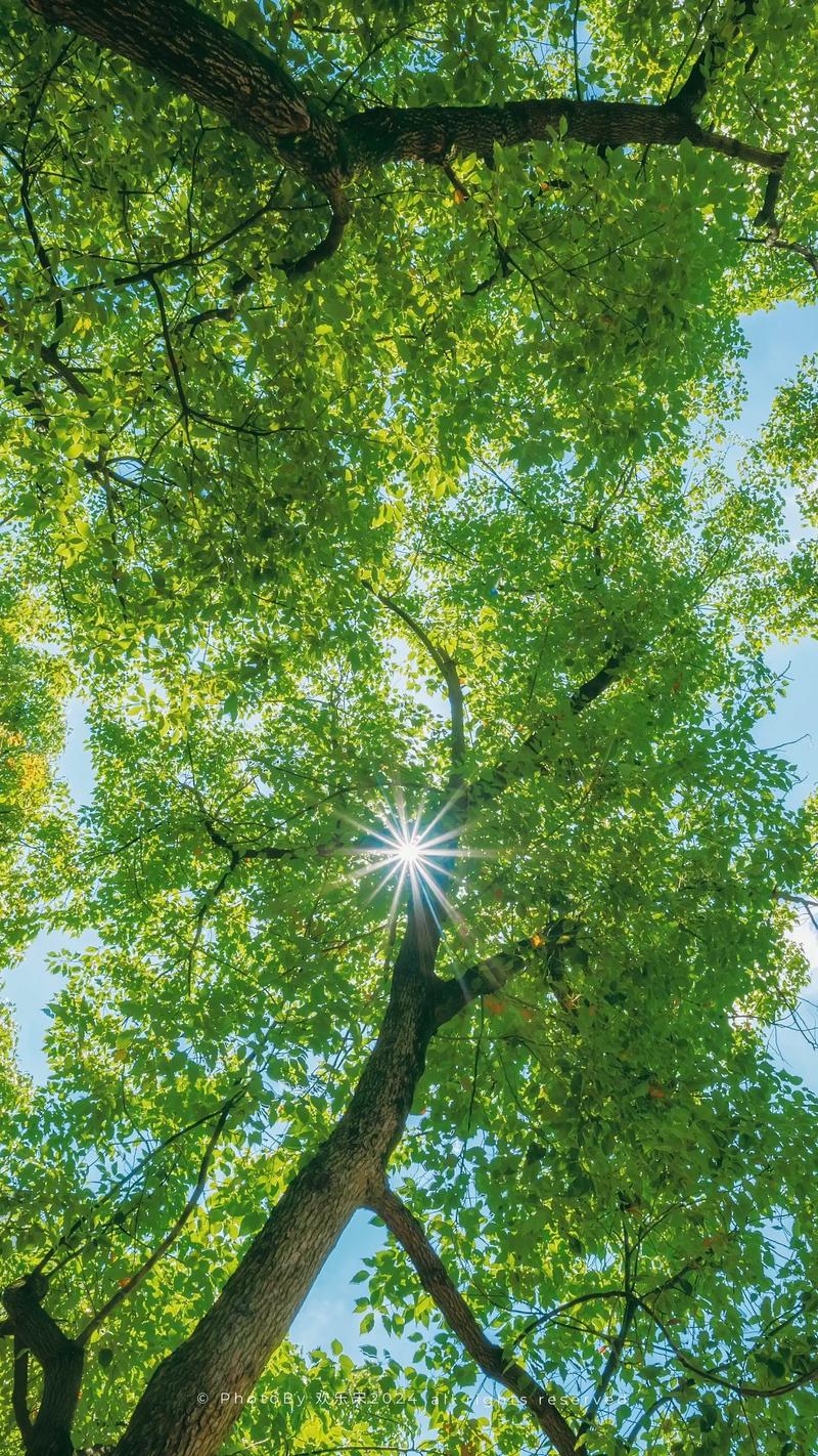 阳光下的真实:哪里可以下载到最新版本?