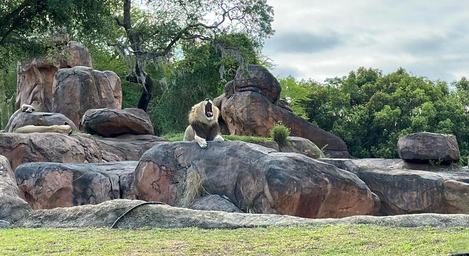 蓝宝石野生动物园官方网站:便捷购票,开启奇妙旅程