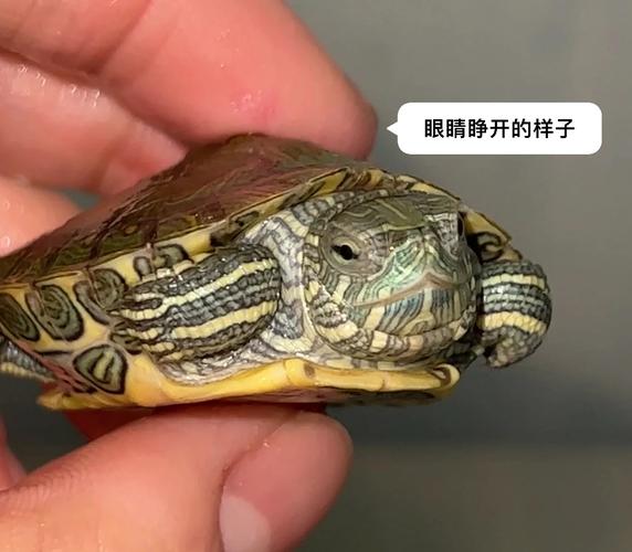 闭着眼睛版本大全:你想要的这里都有