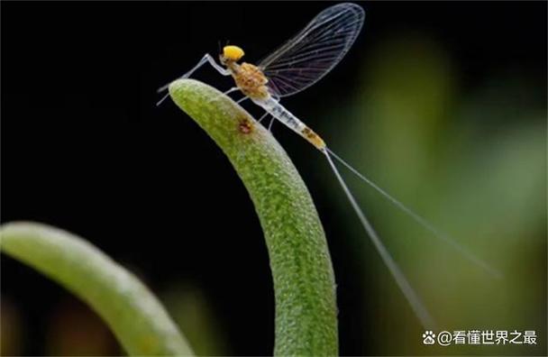 还在找蜉蝣V0.2下载?这里有你想要的资源!