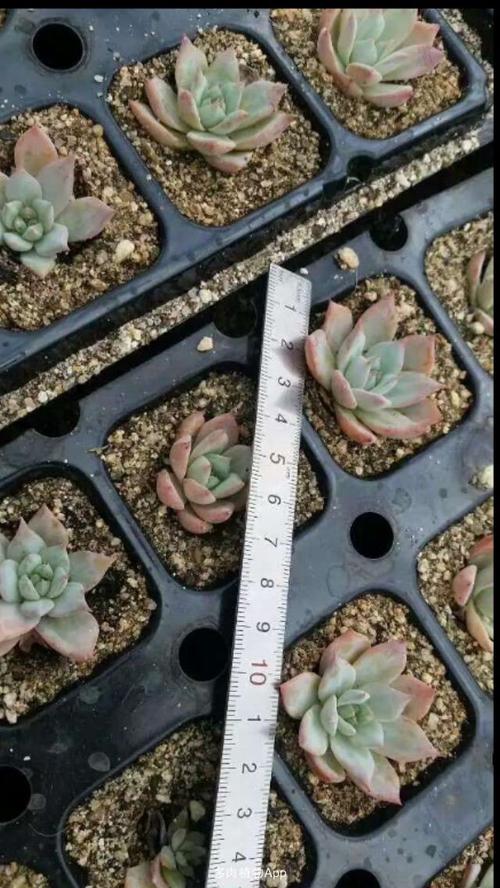 蓝鸟军团版本大全对比:不同版本区别详解