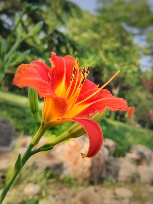 安卓手机如何下载优艳之花:详细步骤及注意事项