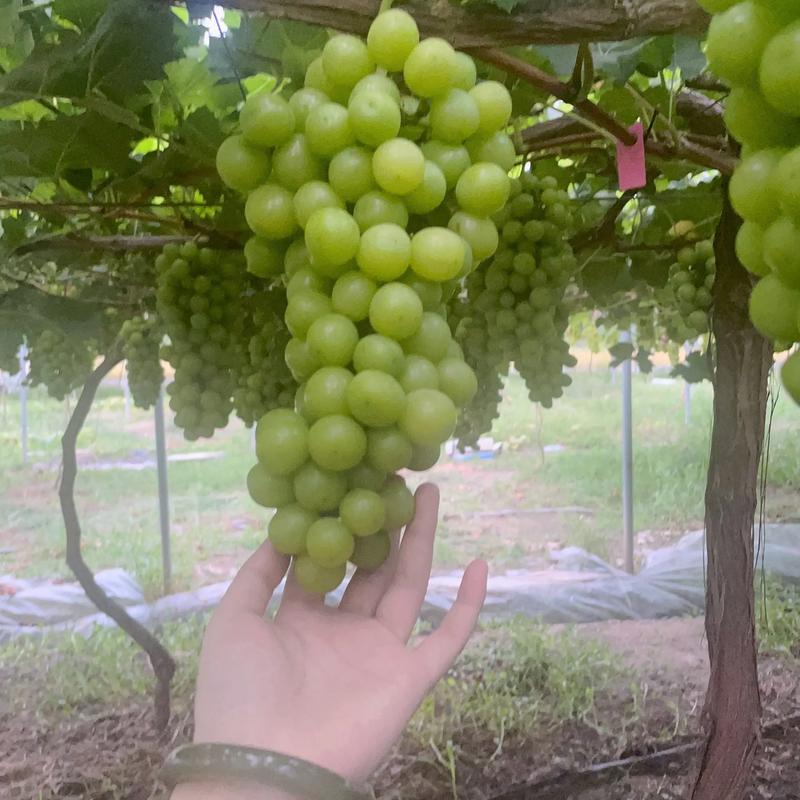 寻找葡萄成熟时官方网站?高清资源在线观看!