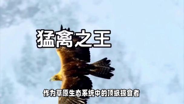 史上最全大雕征服世界版本合集,你想要的都在这里!