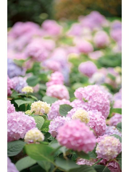 想玩一夏之花?这里提供官方下载地址!