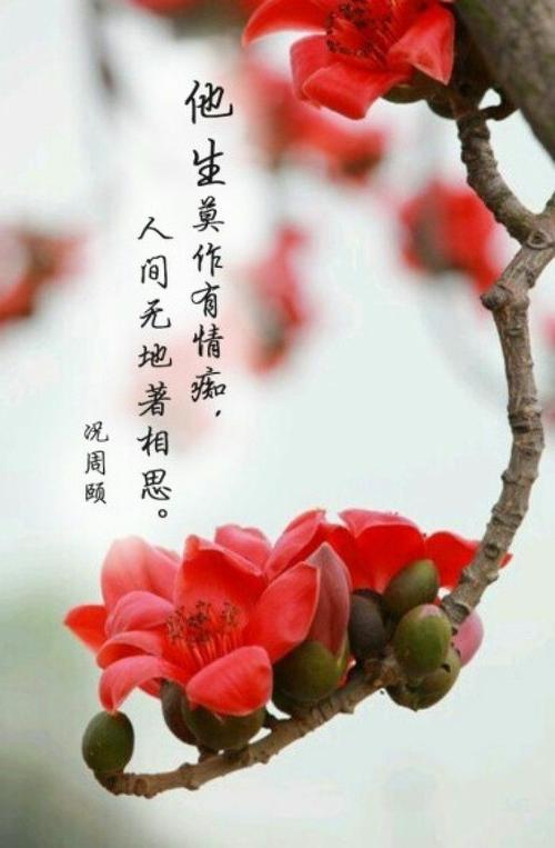 爱相思最新版本MP3下载:免费无损音质