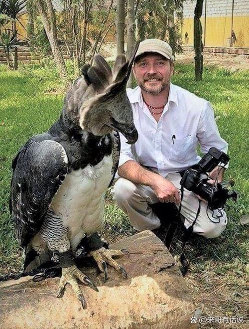 史上最全大雕征服世界版本合集,你想要的都在这里!