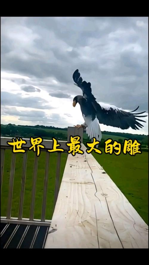 史上最全大雕征服世界版本合集,你想要的都在这里!