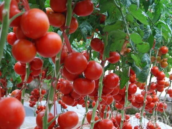 苗床圣女最新种植技术，助你轻松丰收圣女果