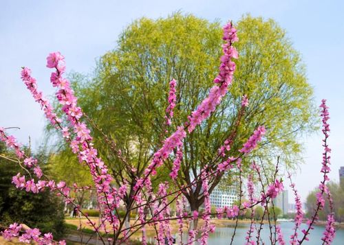 哪里可以下载烂漫?安全可靠的下载渠道