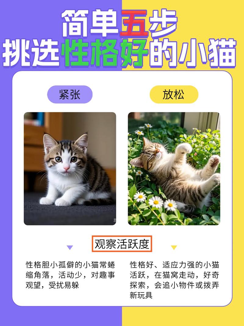 当你的猫咪最新版本下载安装教程,轻松上手超简单