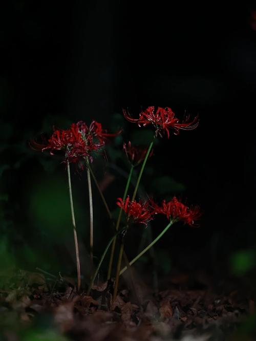 夜幕之花版本大全：完整版下载及游戏攻略