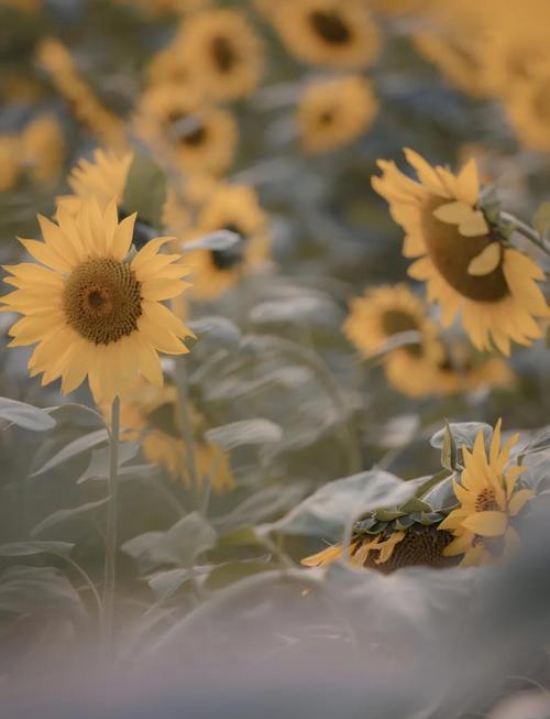 急需奴役的秘境更新地址?这篇攻略告诉你下载方法!